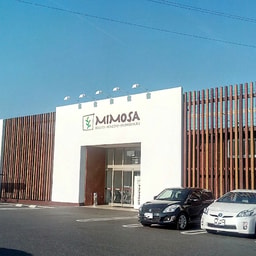 Mimosa Okayama Daianji