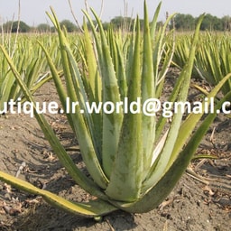 Boutique Aloe Vera