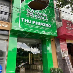 Co Cay Hoa La Ninh Binh - Nha phan phoi Thu Phuong